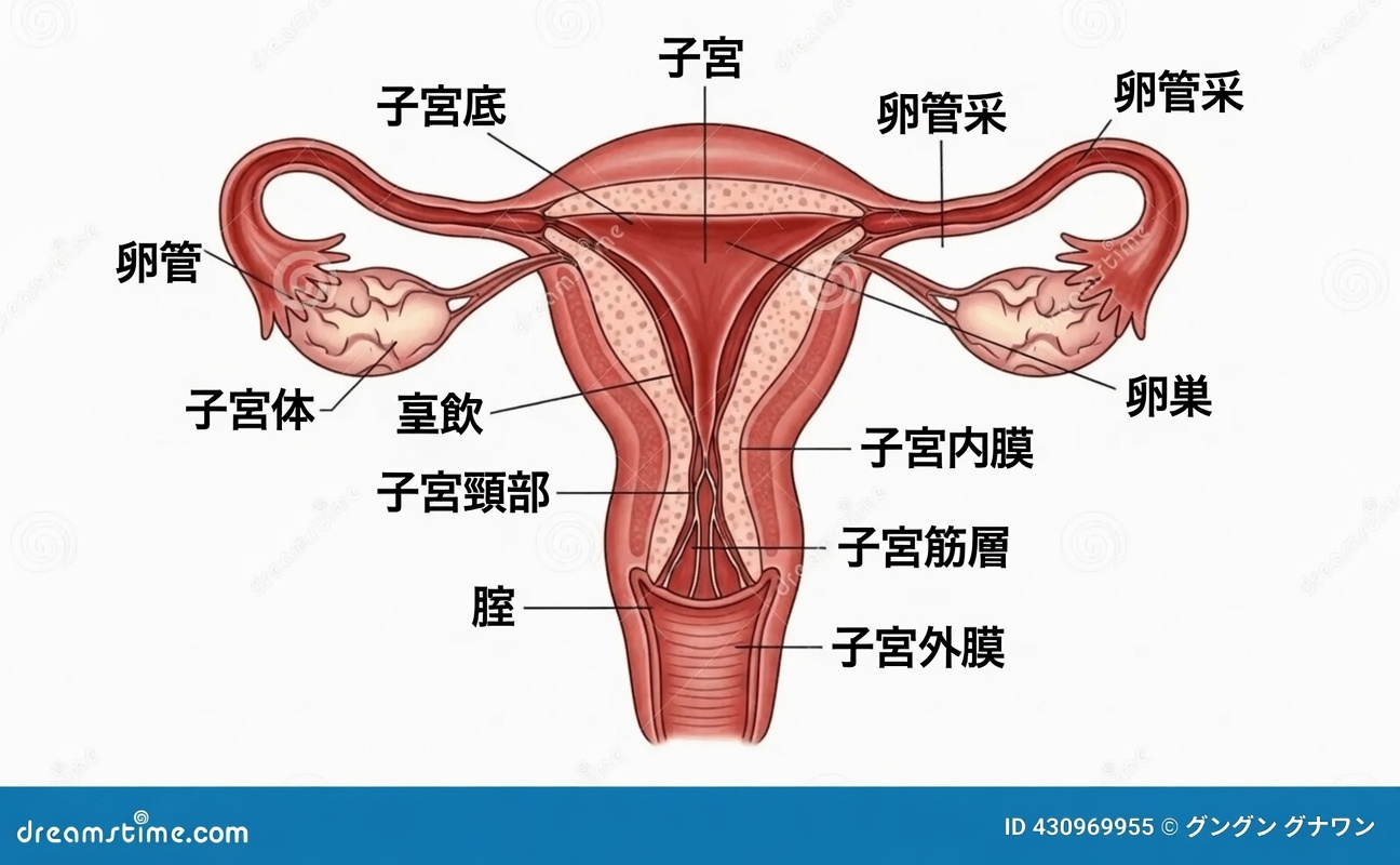 すべての女性が健康意識向上のために知っておくべき、子宮内膜症の可能性を示す7つのサイン