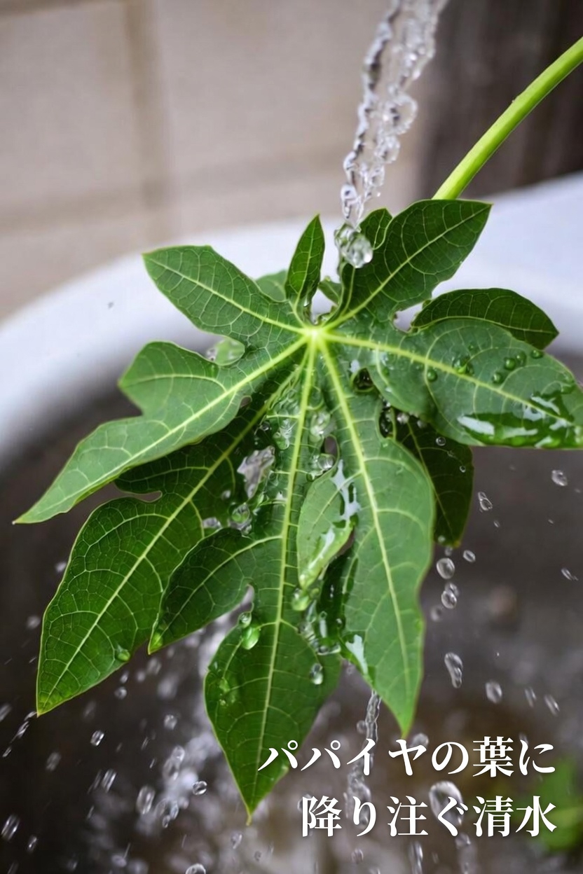 多くの人が毎日の健康維持のために取り入れている、簡単パパイヤの葉ドリンクのレシピを発見