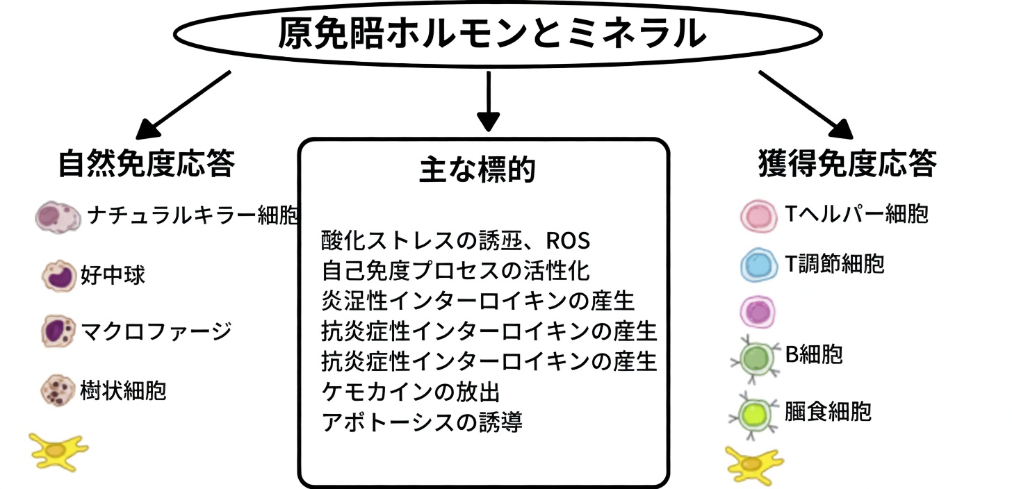甲状腺の健康を支える2つの重要なミネラルの役割を探る