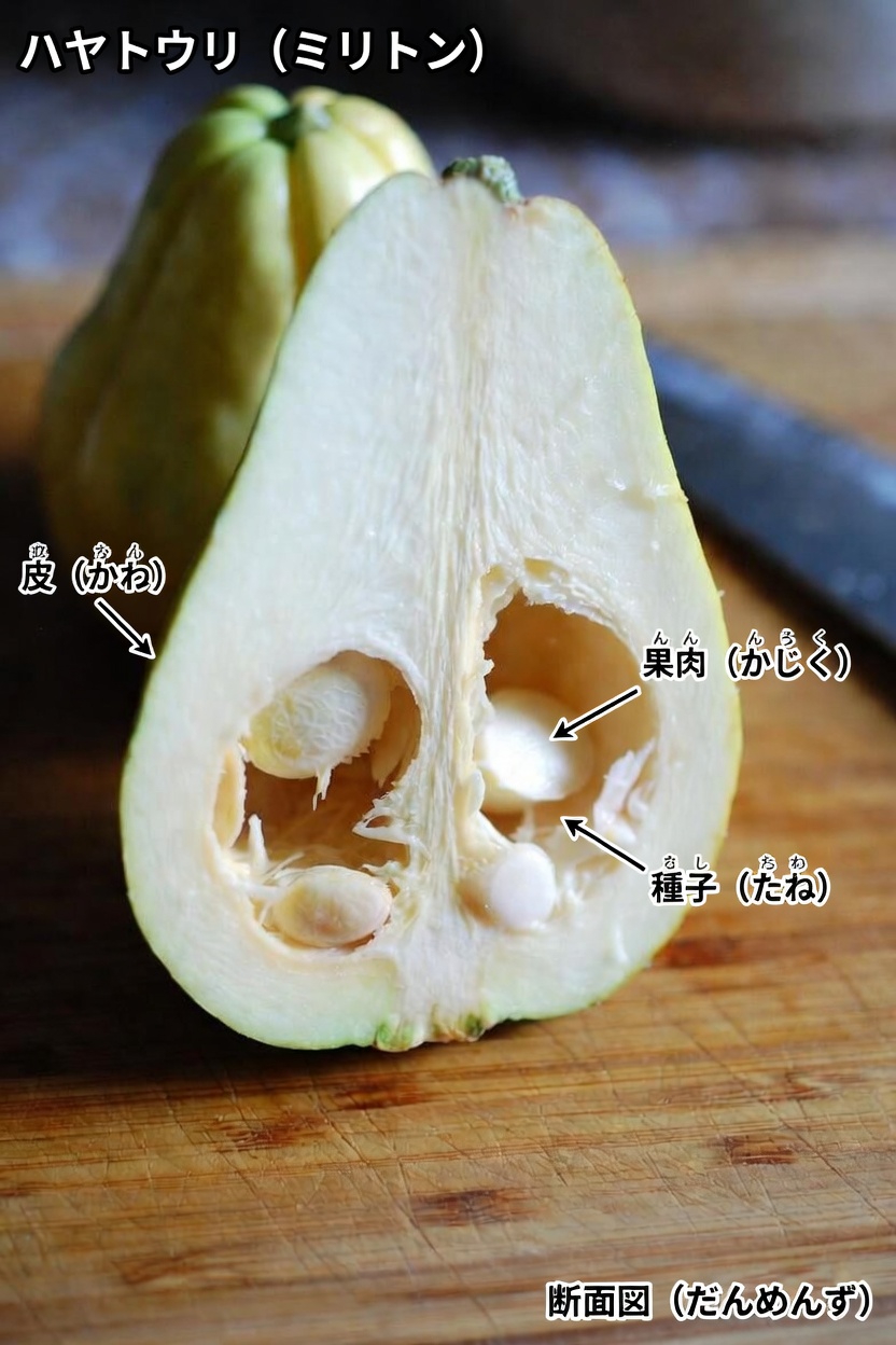 毎日の食事に取り入れるハヤトウリの栄養メリット