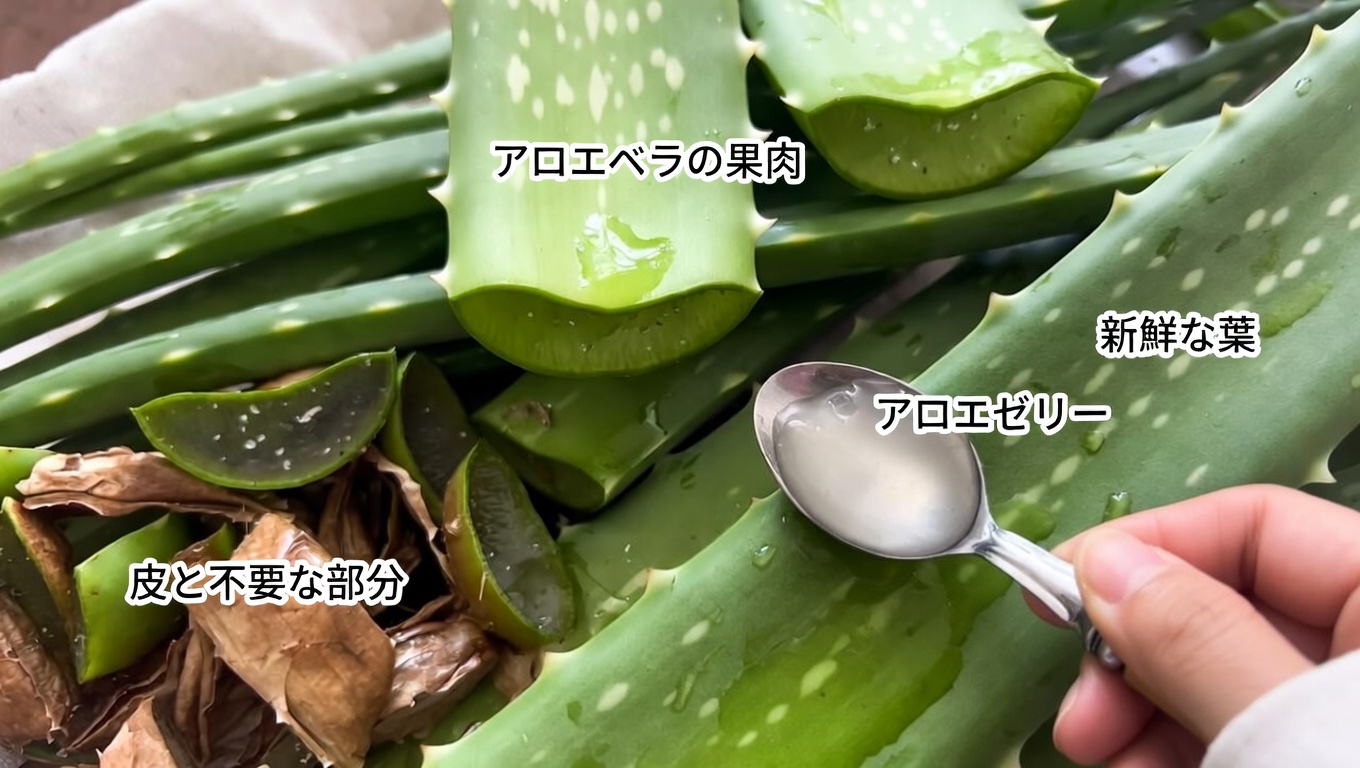 人々がアロエベラを肌や健康のために日常的に使う方法とは？