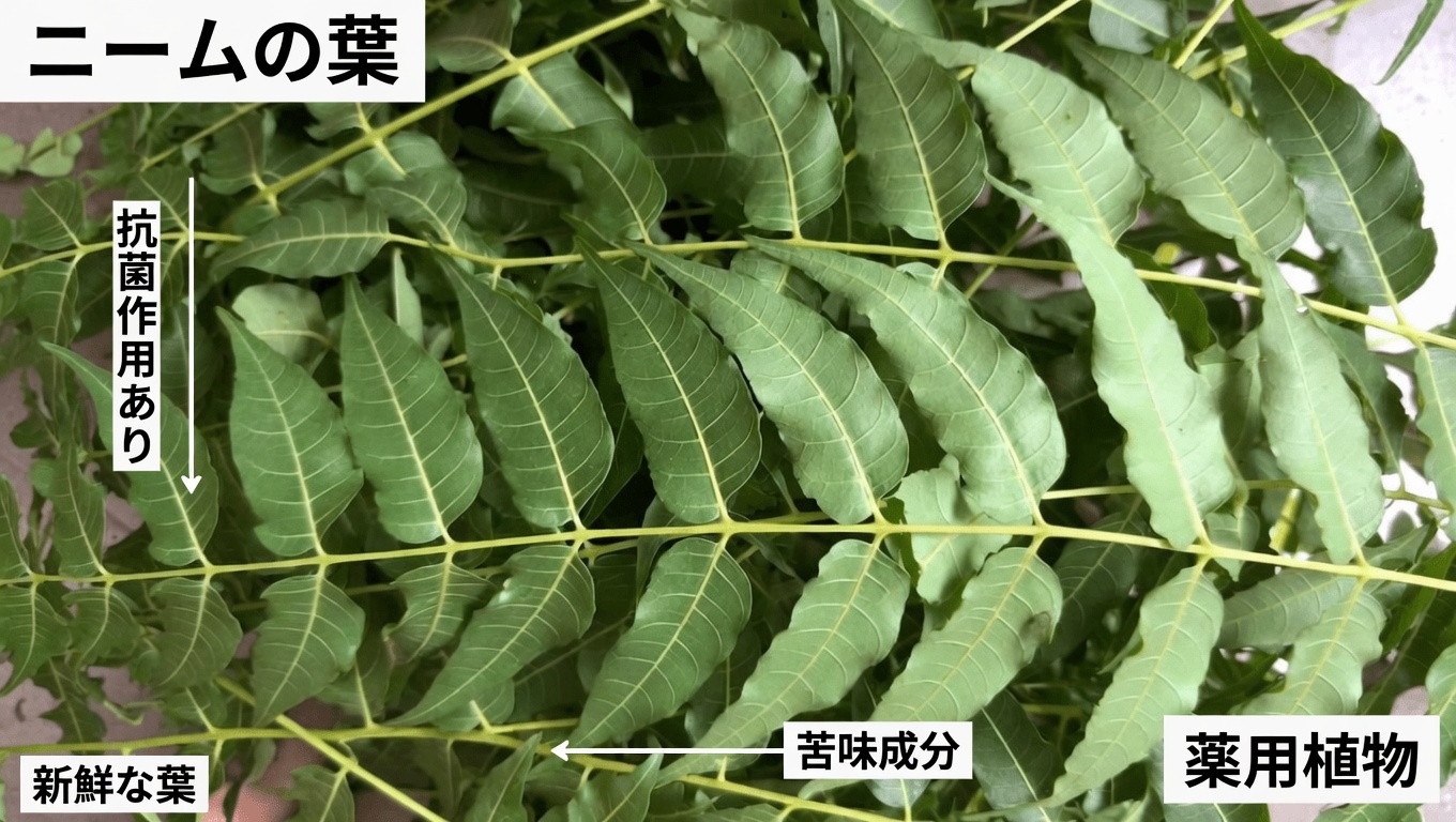 ニームの葉：伝統的な用途と健康維持への可能性を探る