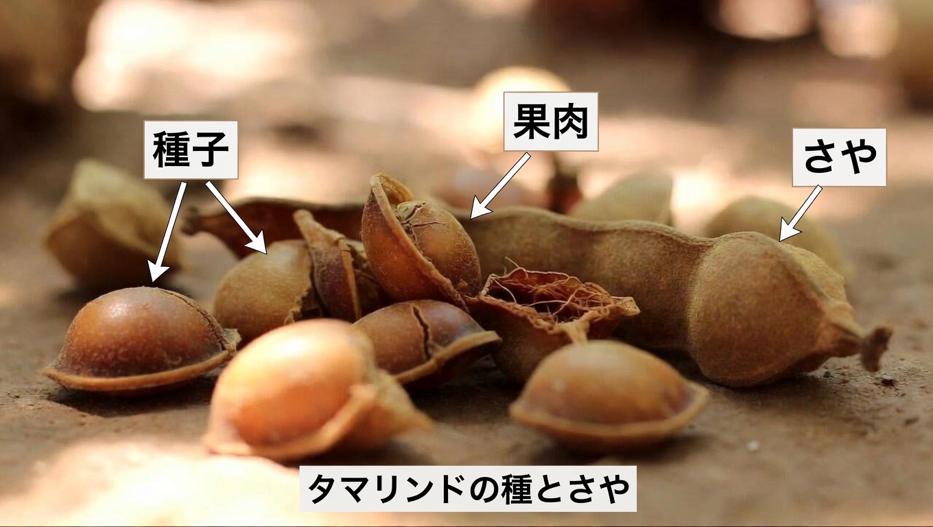 タマリンドの種は体がマイクロプラスチックに対処する助けになるのか？ 初期研究が示していること