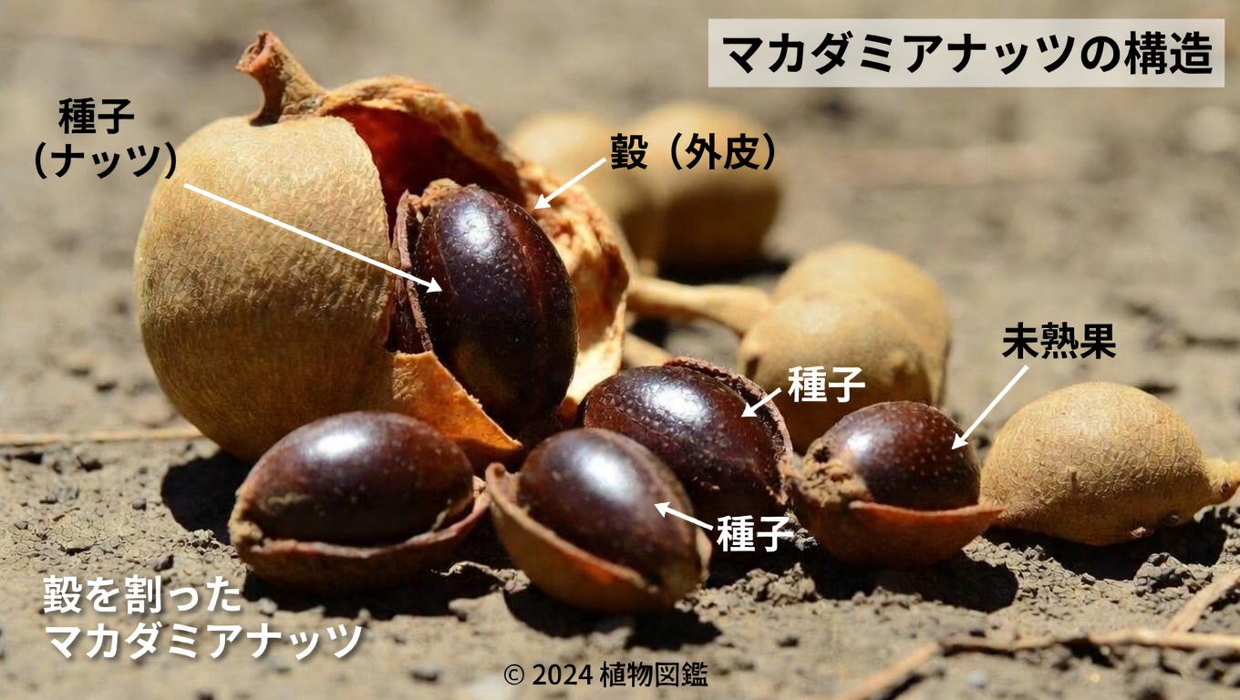 タマリンドの種は体がマイクロプラスチックに対処する助けになるのか？ 初期研究が示していること