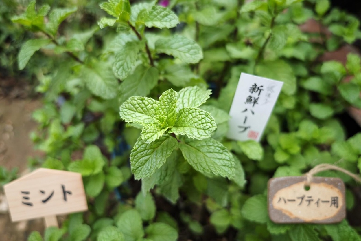 今夜、蚊を撃退? メキシコの多くの家庭が忘れている庭の植物5選