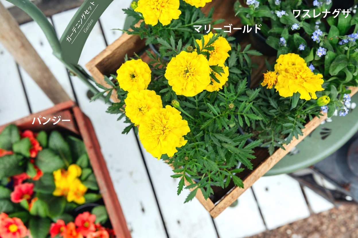 今夜、蚊を撃退? メキシコの多くの家庭が忘れている庭の植物5選