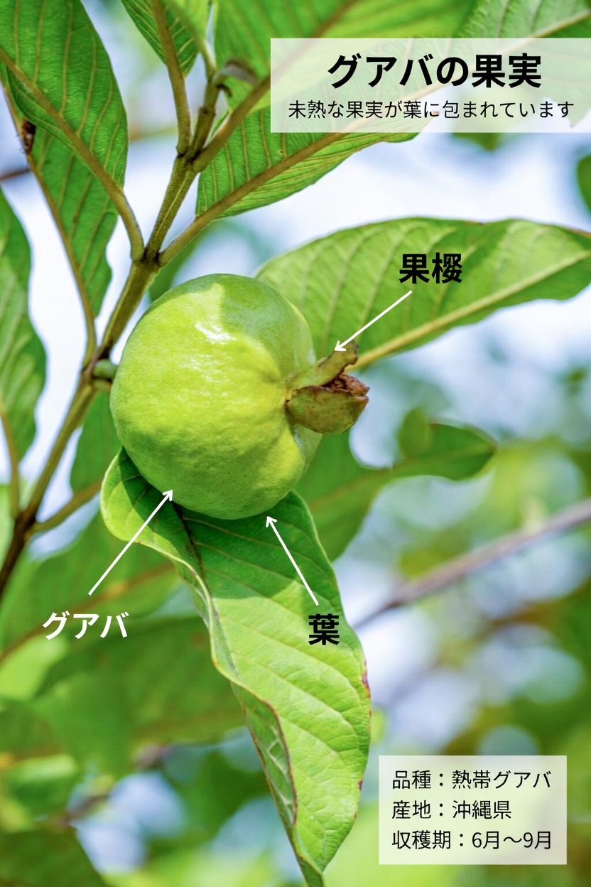 この身近な果物が、加齢とともに目を守る助けになるかも？