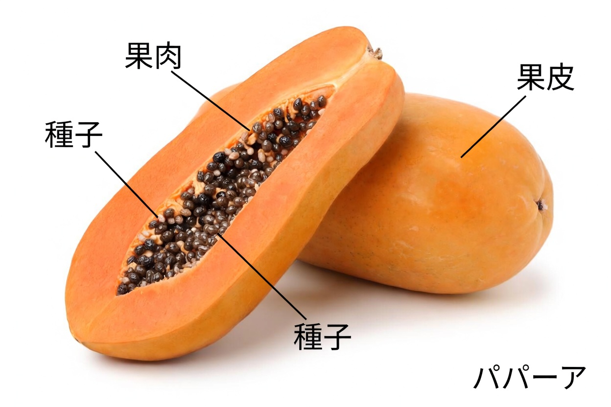 夜にクレアチニン値が高い？高齢者が見落としがちな、腎臓をやさしく支える4つの果物