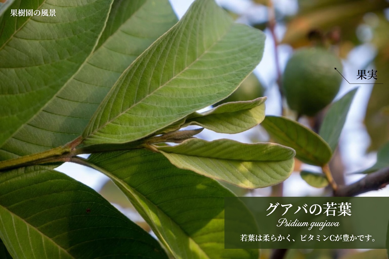 グアバの葉は歯のケアをサポートできる？メキシコの高齢者が知っておきたい3つの伝統的な習慣