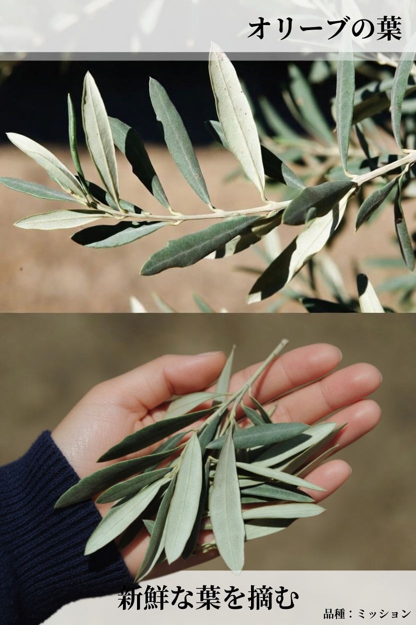 新たな研究を踏まえて、オリーブ葉エキスは全体的な健康維持をサポートし得るのでしょうか？