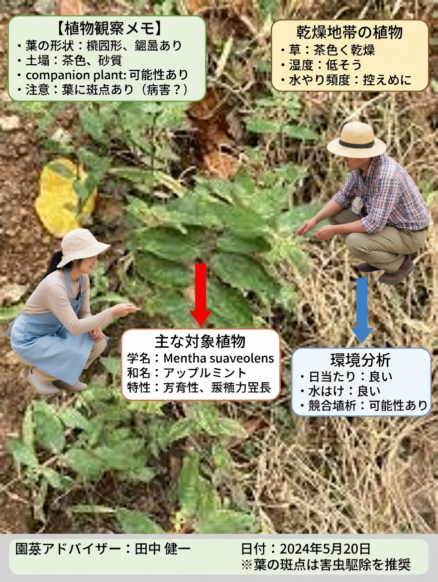 このありふれた雑草は日常の目の快適さを支えるのか？ユーフォルビア・ヒルタの伝統的な役割を探る