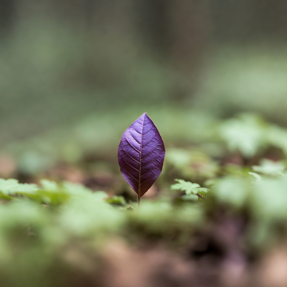 一晩で健康を劇的に変える紫の奇跡の葉