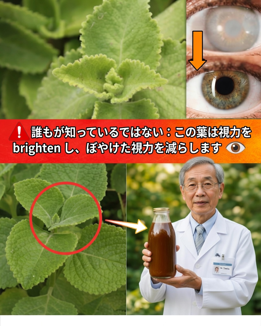 視力のためのオリガン・オレホン：自然療法、効能、使い方