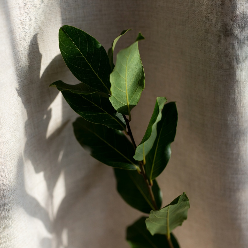 月桂樹の葉:若くシワのない肌のための自然の秘訣