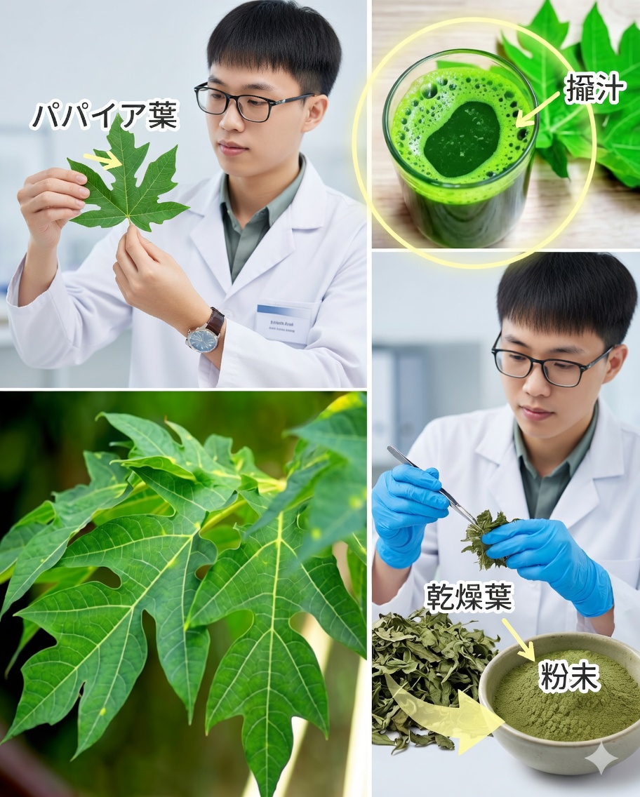 🌿 イチジクの葉：どんな効能があり、その恩恵をどう活用する？