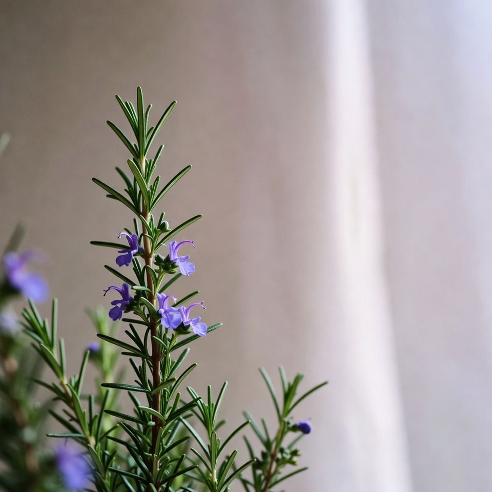 ローズマリー:筋肉痛や関節痛のための天然のモルヒネ