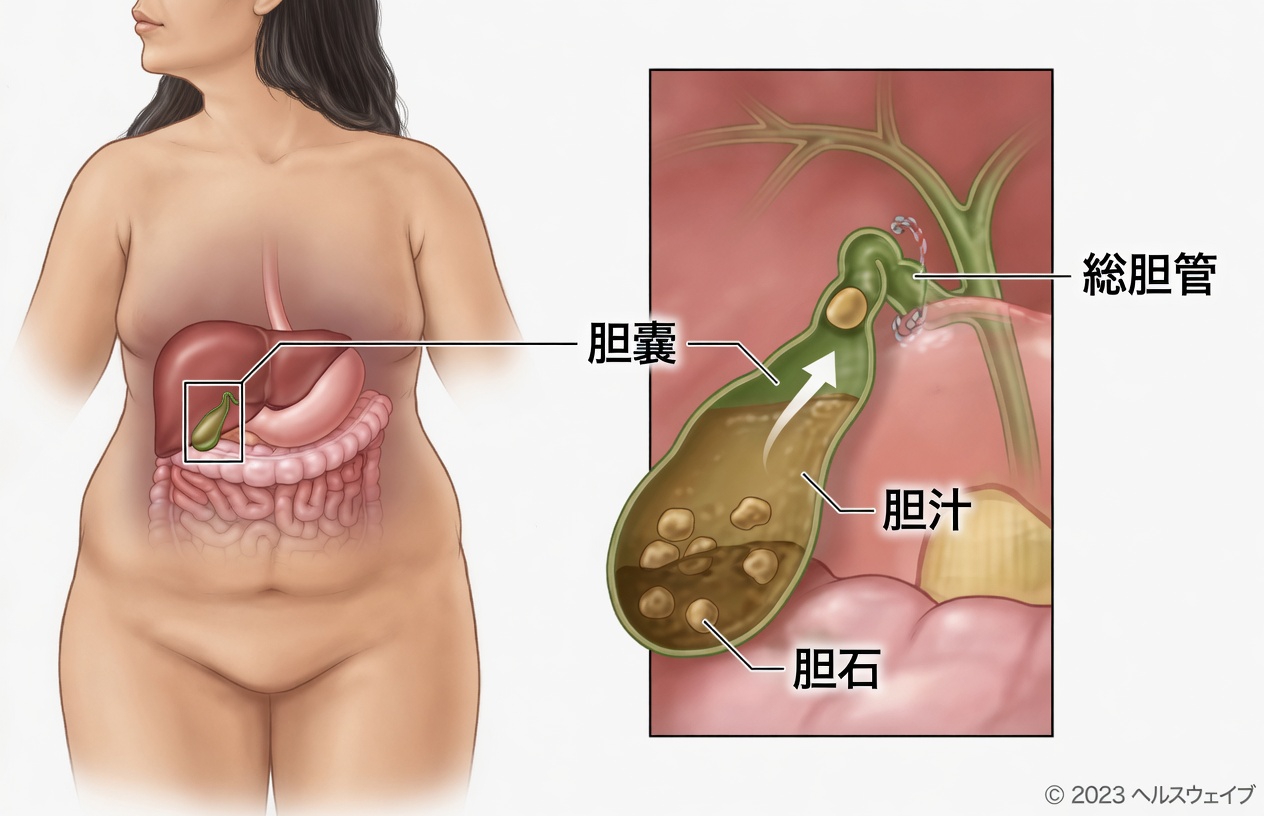 胆のうの快適さをサポートするかもしれない、毎日の2つの習慣を知ろう