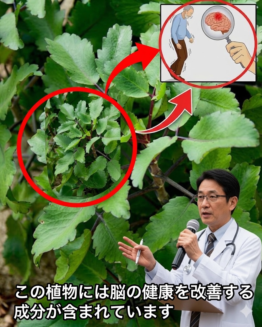 自宅でカランコエを育てるべき18の強力な理由（どの家にもひと鉢あるべき！）