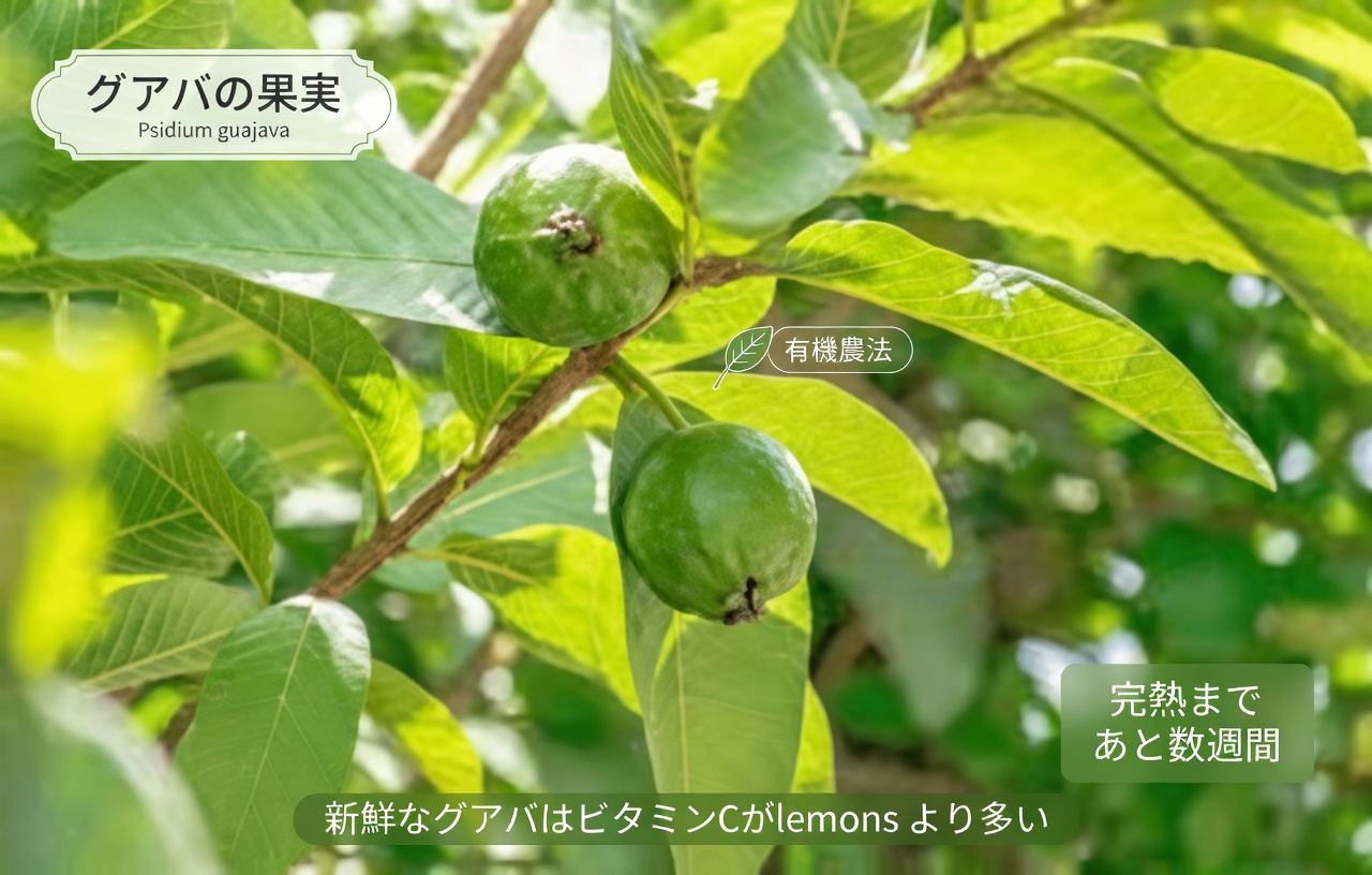 グアバの葉で虫歯を治す簡単で費用対効果の高い3つの方法