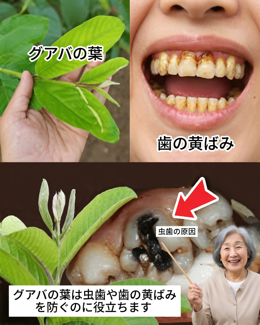 グアバの葉で虫歯を治す簡単で費用対効果の高い3つの方法