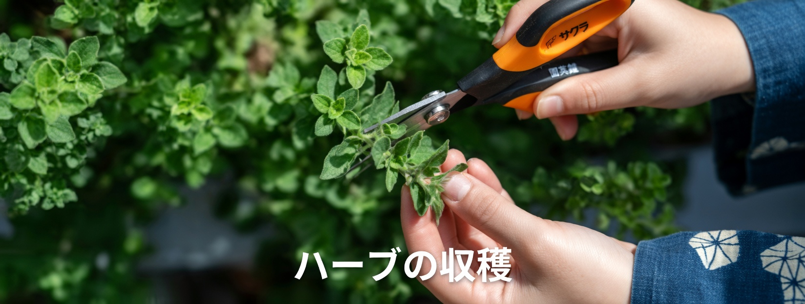 オレガノが毎日の健康習慣を意外な形でサポートする方法を発見しましょう