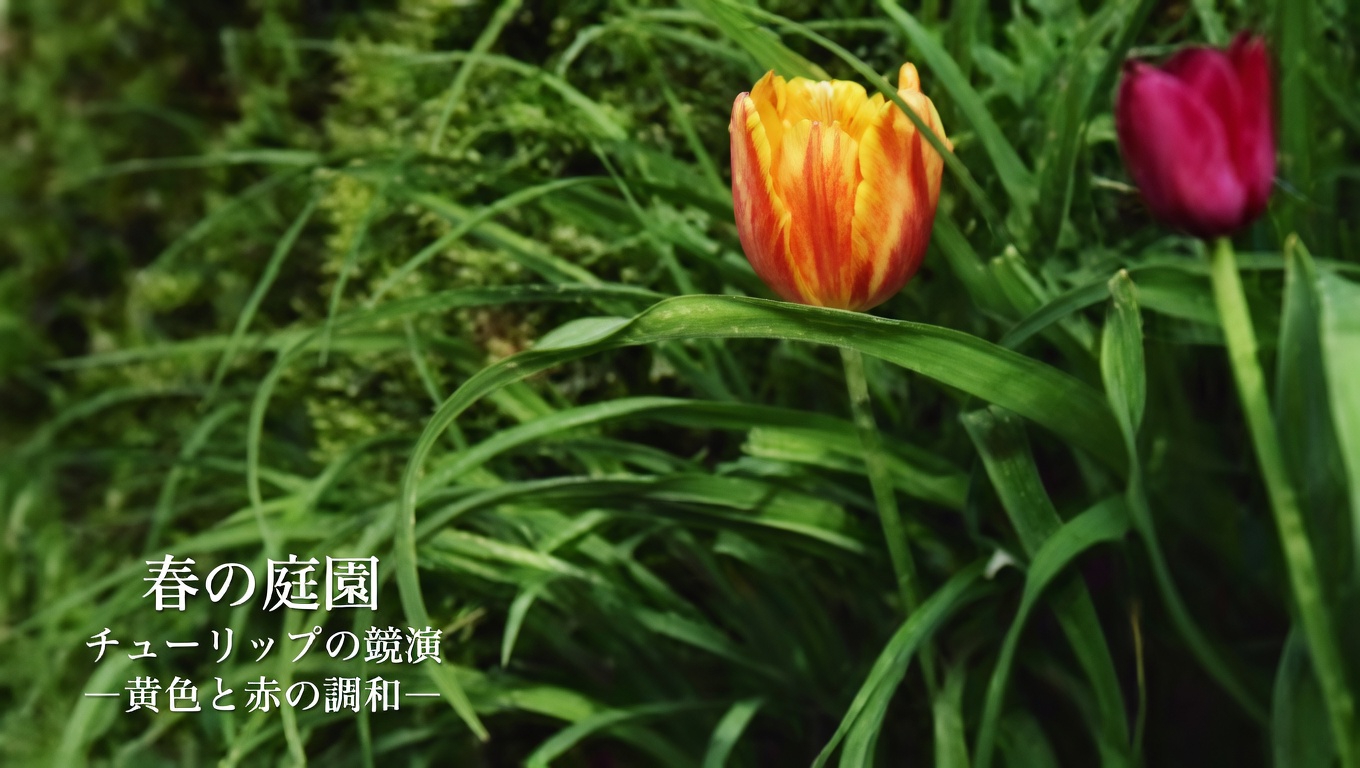 アゲラタム・コニゾイデス（ビリーゴートウィード）：驚くべき15の効能とその使い方