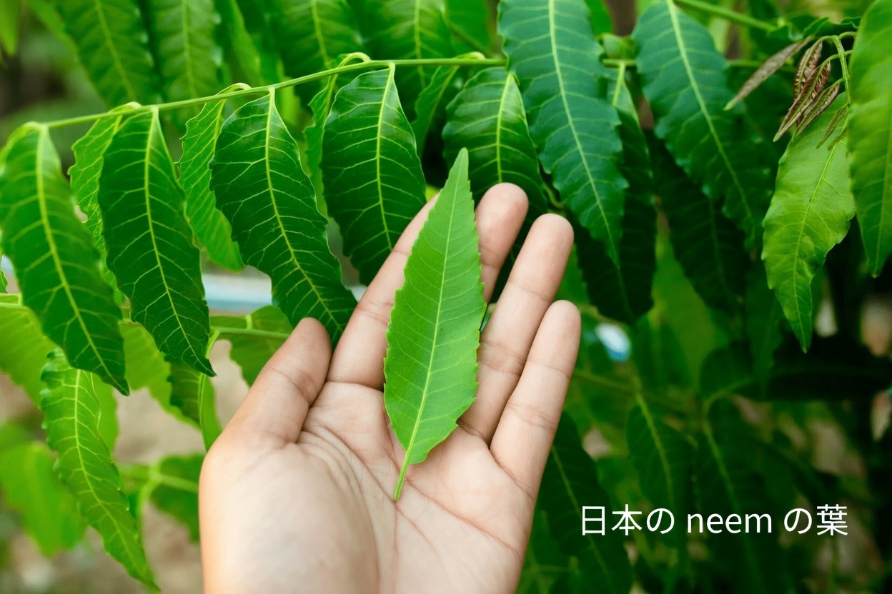 自然健康界でひそかに注目を集めている、あまり知られていないアジアの葉