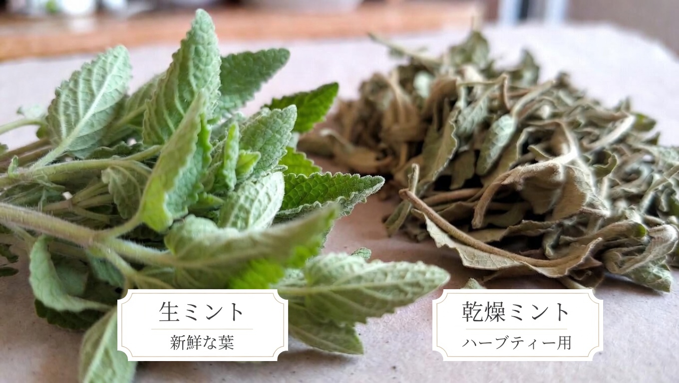 オレガノ・オレホンを知る:日常生活で目の健康を支える可能性のある伝統的なハーブ