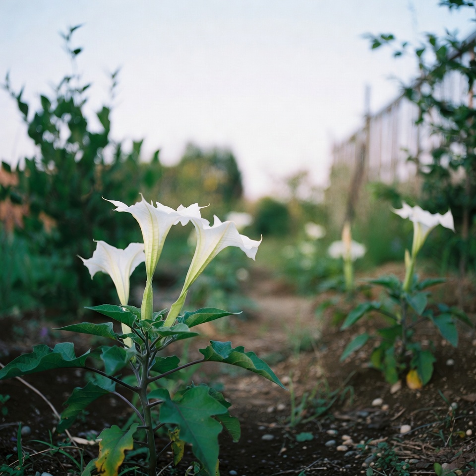 庭や近所でチョウセンアサガオを安全に見分けるには：重要なコツと習性ガイド