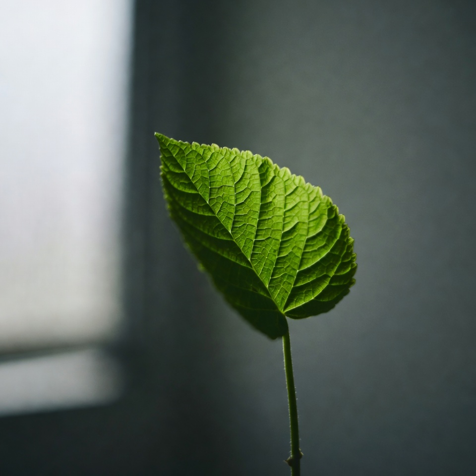 ほとんどの人が知らない、健康をめぐる議論を変えつつある奇跡の葉