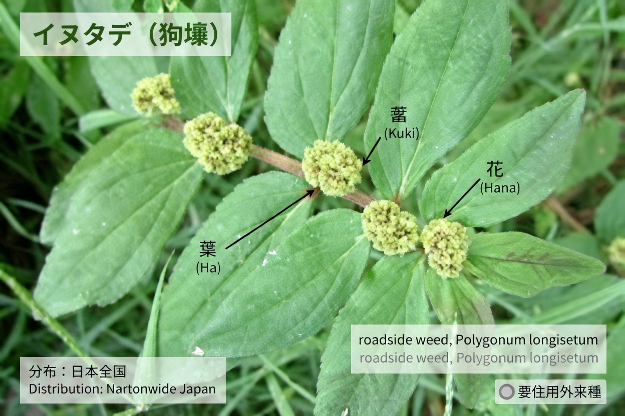 身近な庭のハーブに秘められた、肺の健康を自然に支える力を解き放つ