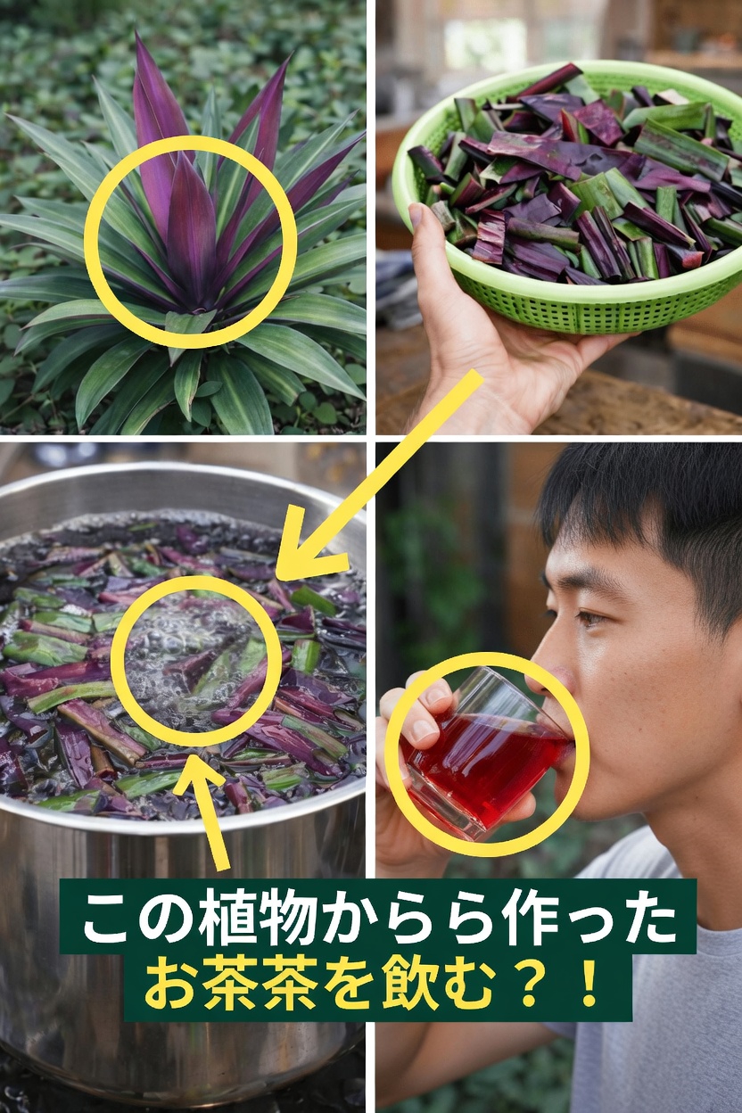 ムラサキオモトを毎日の習慣に取り入れて、全身の健康と活力をサポートする方法を見つけましょう