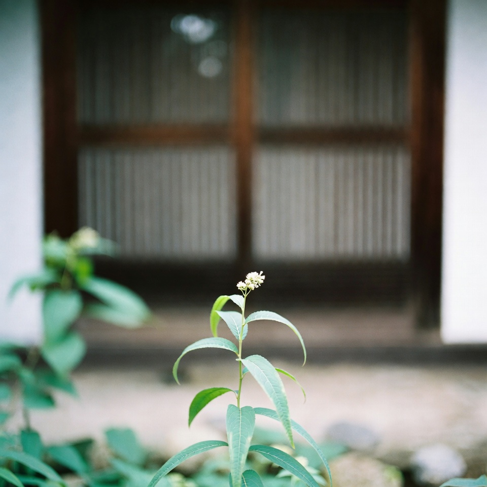 この植物は伝統的に目の健康をサポートするとされています