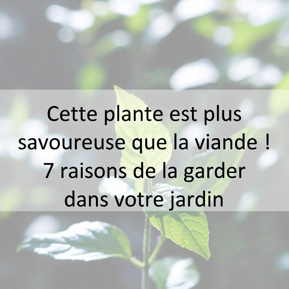 この植物は肉よりもおいしい!庭に残しておくべき7つの理由