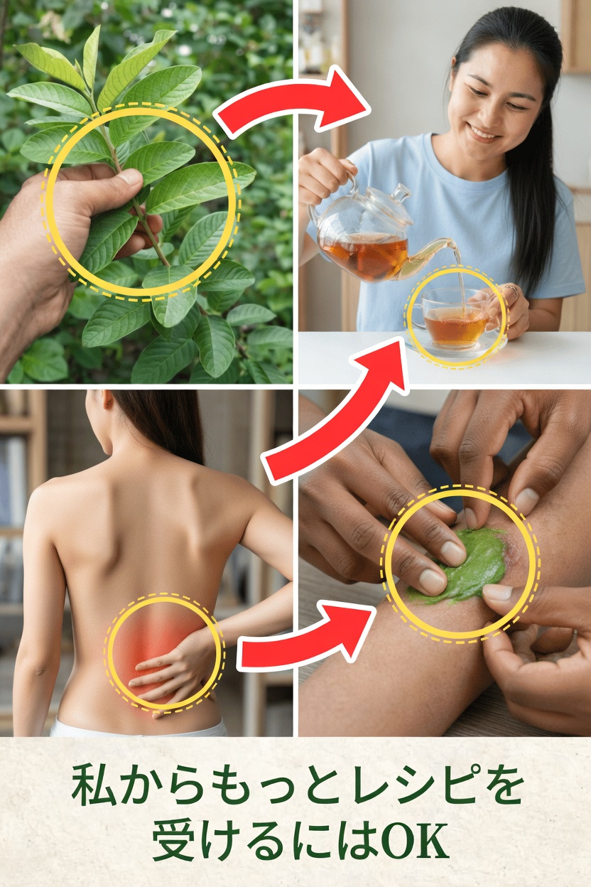 骨と関節の健康に役立つグアバの葉:今日から自宅で試せる簡単レシピとコツ