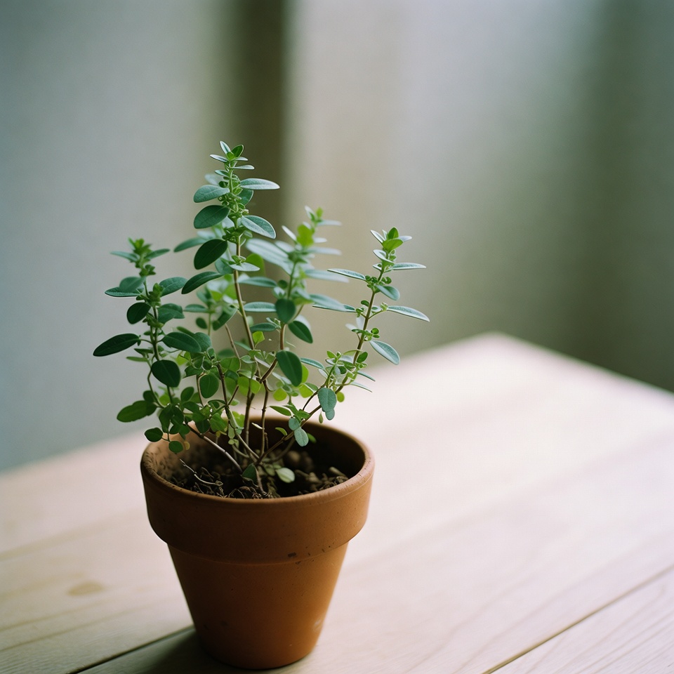 この日常のキッチンハーブが自然に目の健康をサポートするかもしれない理由を発見しましょう