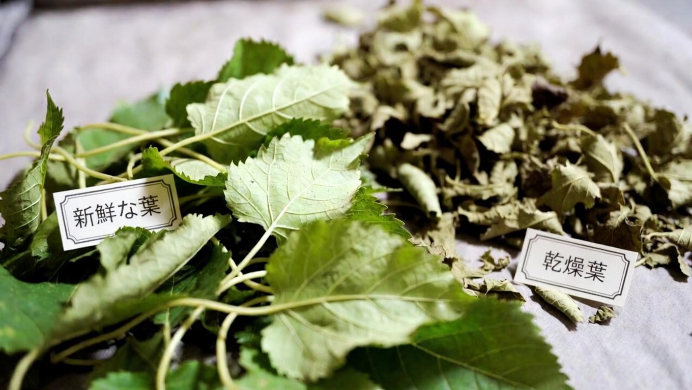 桑の葉が際立っている理由は？