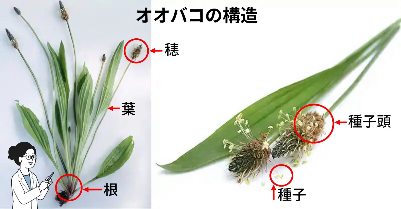 ヘラオオバコ：ほとんど何でも癒す野生植物