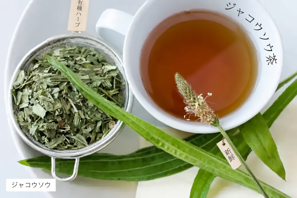 ヘラオオバコ：ほとんど何でも癒す野生植物