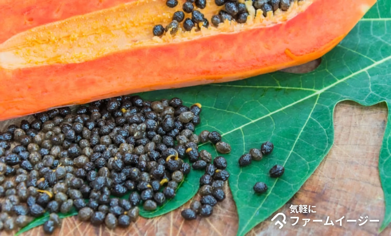 果物かごで見過ごされがちなスーパーフード：毎日の健康を変えるかもしれないパパイヤの種の驚くべき14の効能