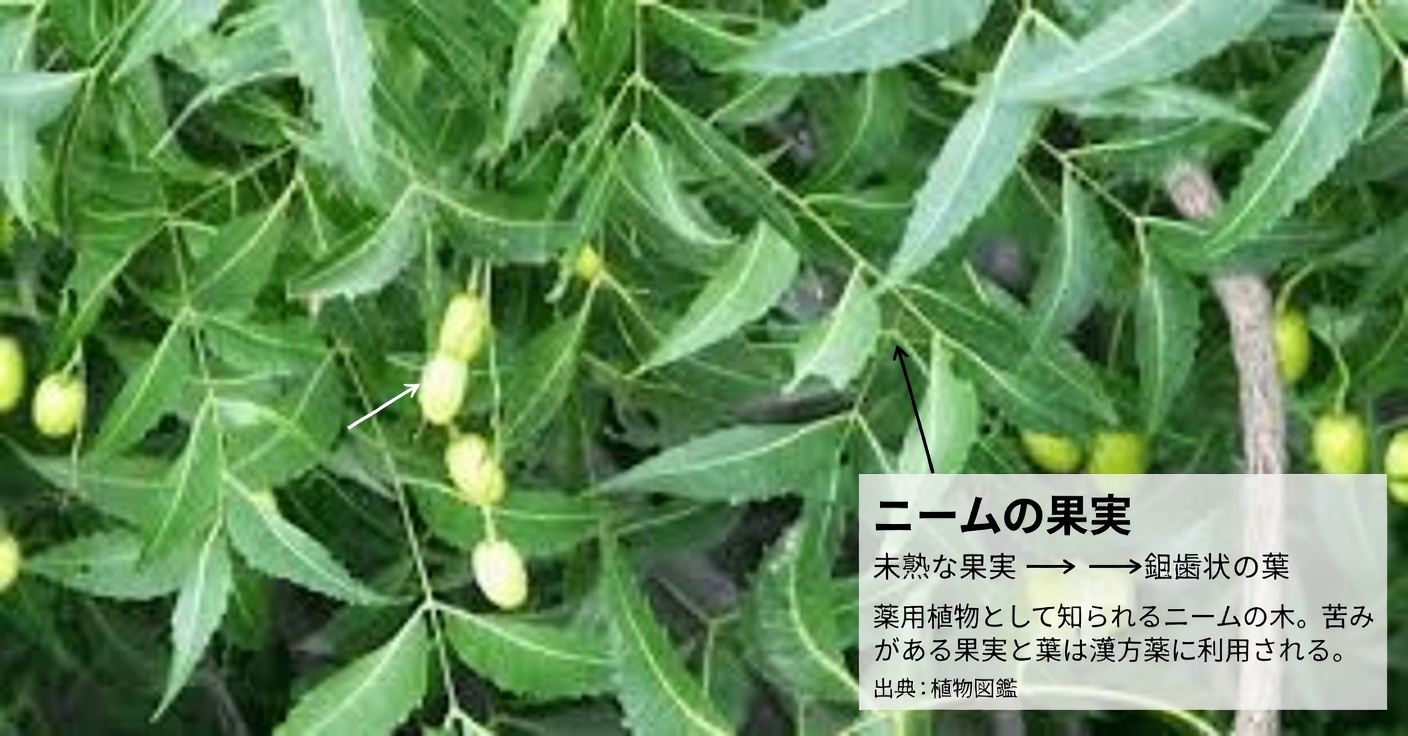 60歳以上のアメリカ人にとって薬箱をひそかに不要にしつつある、あの苦い一枚の葉