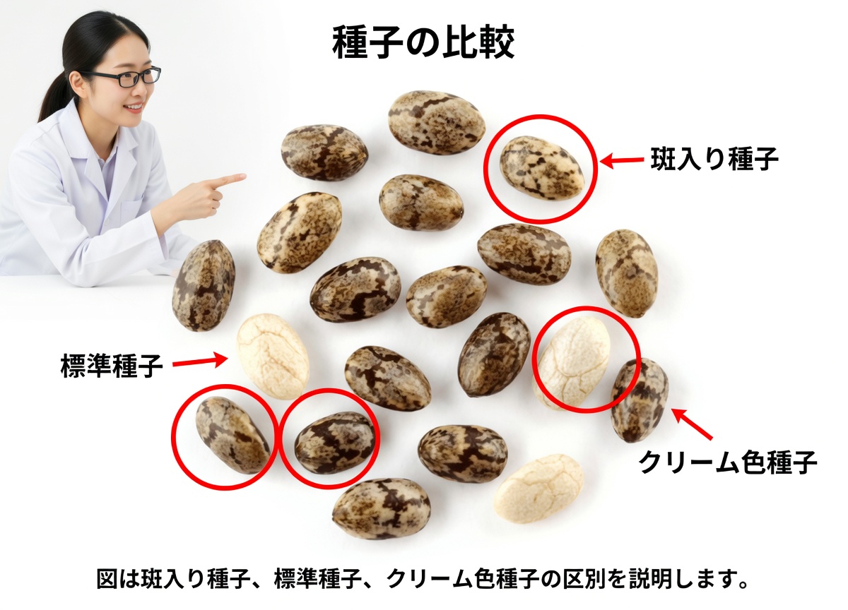 3つの小さな種に秘められた力:日本の長寿の秘訣が60歳以降の視力を救う方法