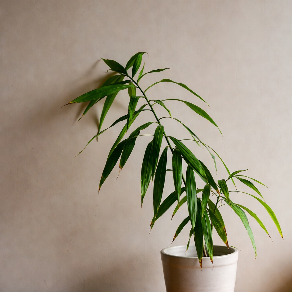 眼科医から患者を遠ざける植物
