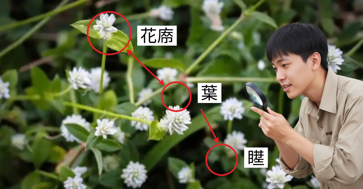 セッシルジョイウィード（Alternanthera sessilis）の30の驚くべき効能