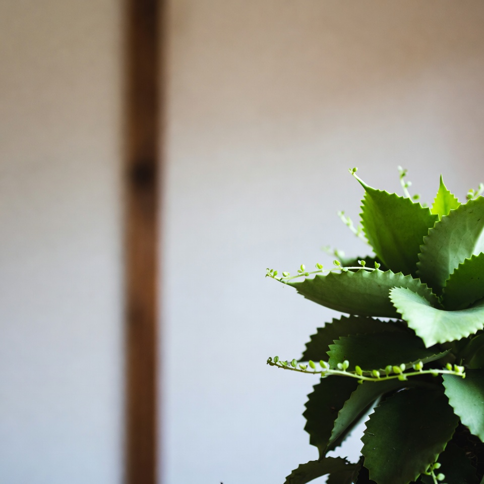 ブリオフィルム・ピナツム:健康効果、用途など