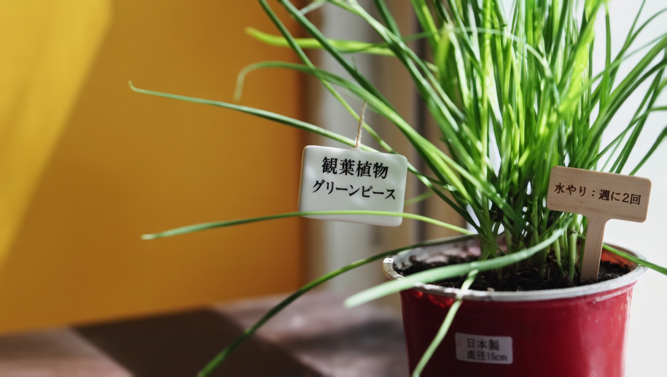 アメリカフウ（Liquidambar styraciflua）：健康効果と家庭で簡単に活用する方法