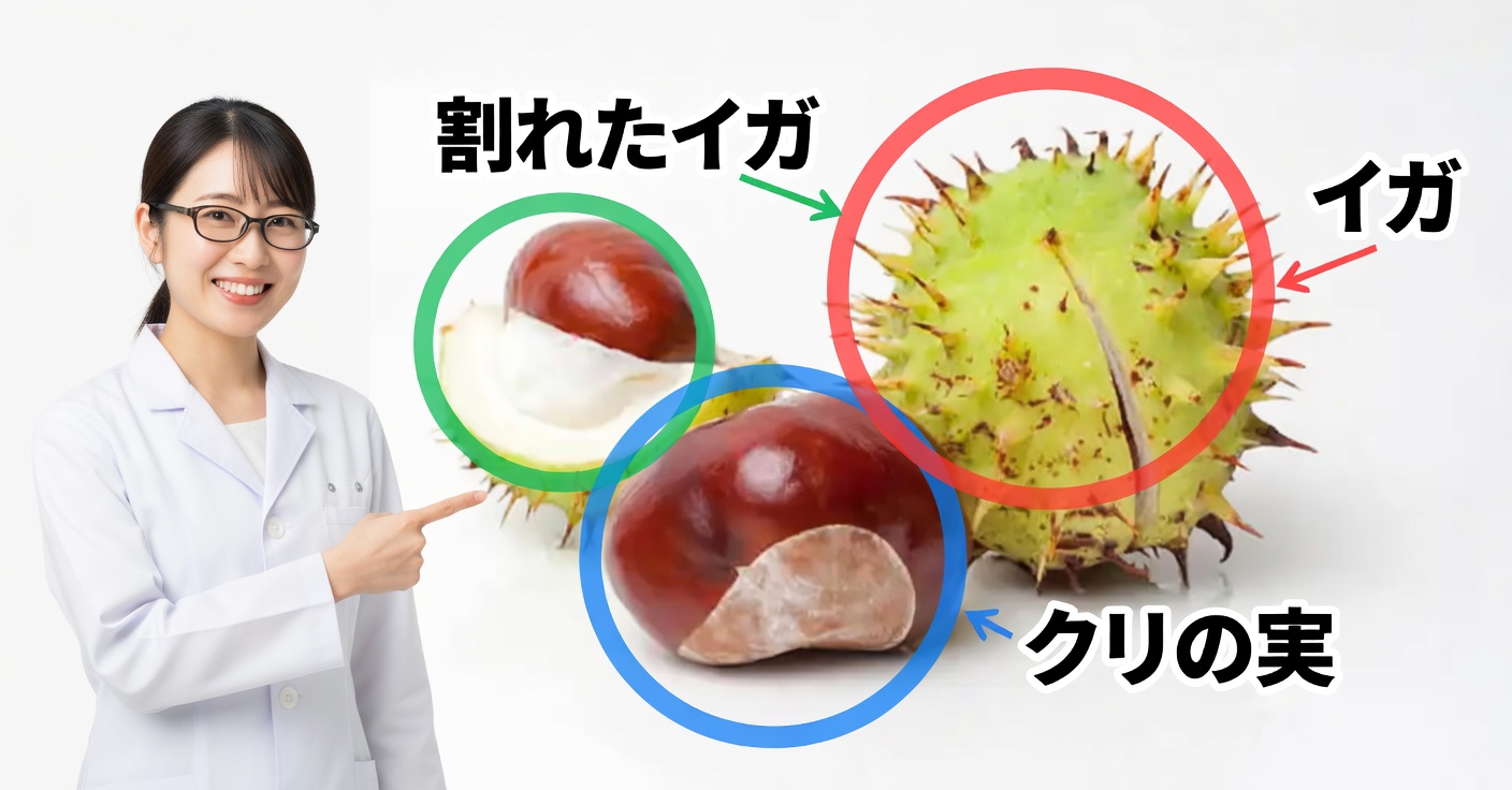 セイヨウトチノキ:むくんだ脚などに効く最強の天然療法…