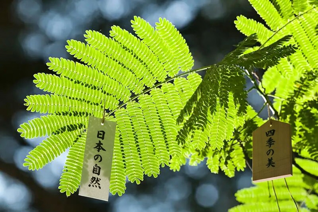 ネムノキ:樹皮・花・葉の効能を探る