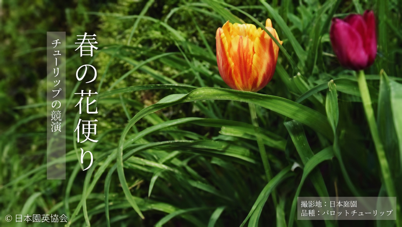 耳の健康のためのニンニク：自然な緩和と保護