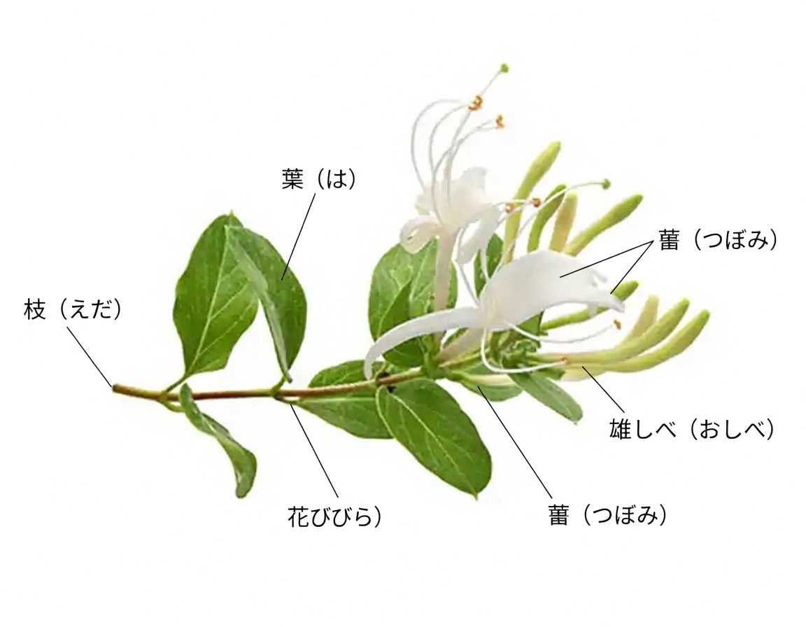 スイカズラ（Lonicera japonica）：健康効果と手作りでの活用法